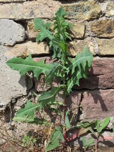 Lactuca serriola