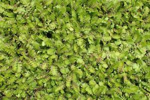 utils/thumbs/Asteraceae/Leptinella_e4CJo9n2DtxpqGjtrzK8Ro.jpg