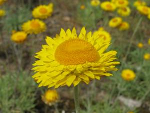 Leucochrysum albicans subsp. albicans