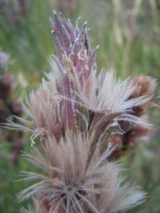 Liatris punctata