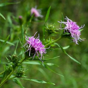 utils/thumbs/Asteraceae/Liatris_iWEVUM2G4gufuTzJSEhp8L.jpg