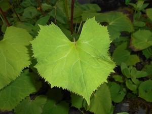 Ligularia stenocephala