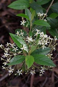 utils/thumbs/Asteraceae/Olearia_9DpQTMet4J7NZ92CzDaC4A.jpg