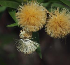 Olearia ferresii