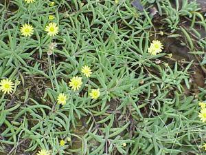 utils/thumbs/Asteraceae/Othonna_9QgwZFdb9efgSdcRd7535R.jpg