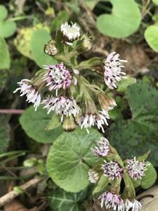 Petasites pyrenaicus