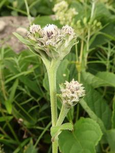 Saussurea franchetii