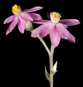 Schoenia cassiniana