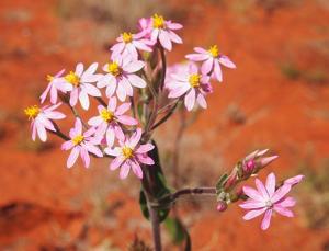 Schoenia cassiniana