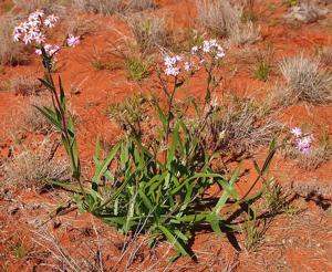 Schoenia cassiniana