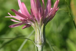 Scorzonera purpurea