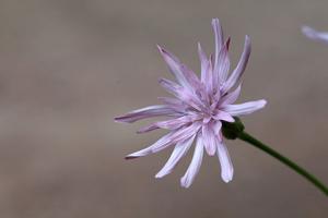 utils/thumbs/Asteraceae/Scorzonera_mbwVAq48KuWEhHHXJQemTU.jpg