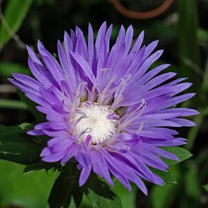 Stokesia laevis