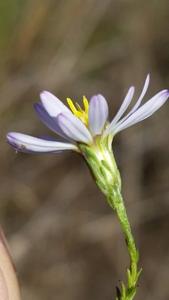 Symphyotrichum dumosum