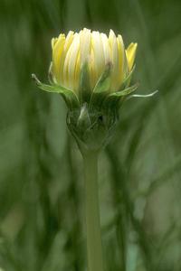 utils/thumbs/Asteraceae/Taraxacum_eRzevvuT7jdCsPncLJSsaP.jpg