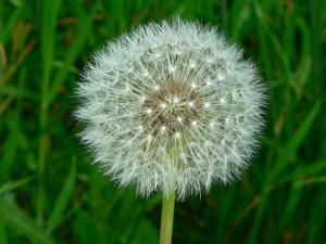 Taraxacum campylodes