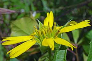 utils/thumbs/Asteraceae/Tetragonotheca_ccWgCirKnr3VywnYTZt9Bw.jpg