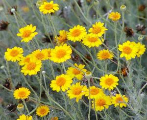 utils/thumbs/Asteraceae/Thymophylla_dnHs78eQ2ApyRJHT6qKChb.jpg