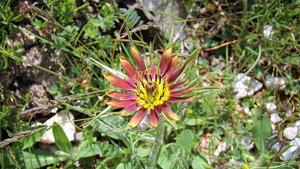 Tragopogon crocifolius