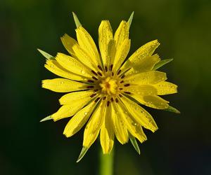 Tragopogon pratensis