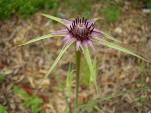 utils/thumbs/Asteraceae/Tragopogon_bxuRD3BSjkEofKtSKtcGxz.jpg
