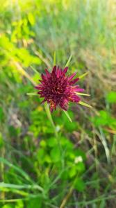 utils/thumbs/Asteraceae/Tragopogon_muhFBasPWUyshWTKzyKZWr.jpg