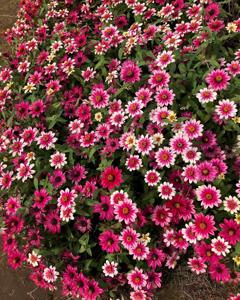 utils/thumbs/Asteraceae/Zinnia_dLPzCm4MwPFbwNGRcHKdNj.jpg