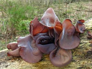Auricularia americana