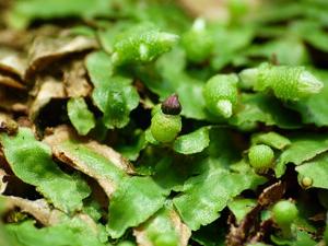 utils/thumbs/Aytoniaceae/Asterella_4yorLD8i2DHMBFBS2FzNka.jpg