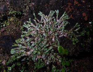 Asterella wallichiana