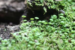 Cryptomitrium tenerum