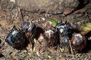utils/thumbs/Balanophoraceae/Dactylanthus_bGr3n7t6zzdaTGQmHRxXJL.jpg
