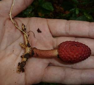 Helosis cayennensis