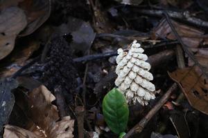 utils/thumbs/Balanophoraceae/Lophophytum_bzMYHza6tNxg8vEeDVJyBE.jpg