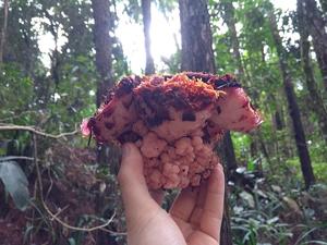 Scybalium fungiforme