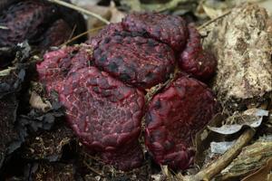 Scybalium fungiforme