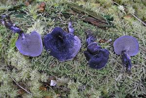 Hydnellum fuscoindicum