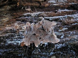 Hydnellum gracilipes