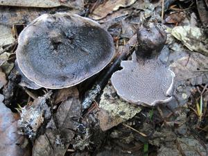 Hydnellum fuscoindicum