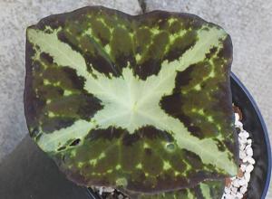 Podophyllum pleianthum