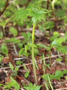 Podophyllum grayi