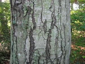 utils/thumbs/Betulaceae/Betula_Bd3CDeHVZUFrbaeJNyuSg5.jpg