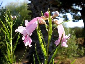 Chilopsis linearis