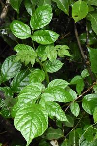 Spathodea campanulata