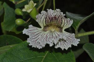 Stereospermum neuranthum