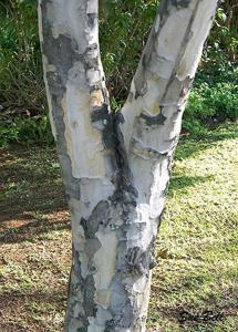 Stereospermum kunthianum