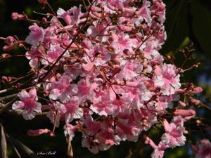 utils/thumbs/Bignoniaceae/Stereospermum_iWLZ84sWBZtynKQbhr7ahs.jpg