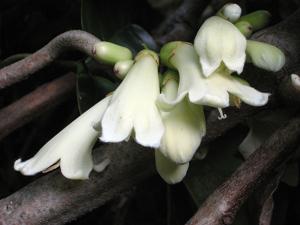 Tecomanthe speciosa