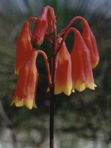 Blandfordia grandiflora