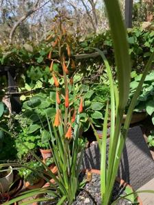 Blandfordia grandiflora